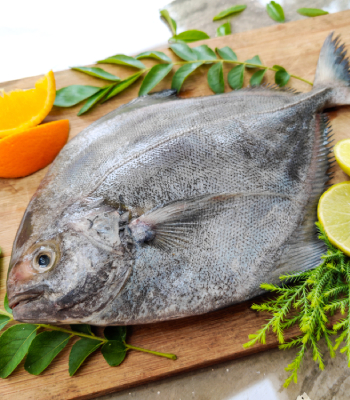 Black Pomfret /Avoli / Vaval (Small) 1kg