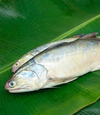 Indian Salmon /Rawas (Fillet) 250g