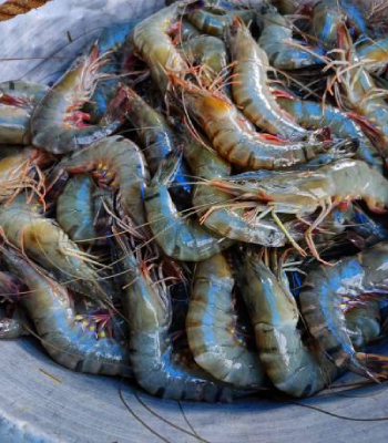 Tiger Prawns 250g