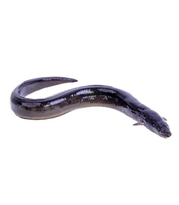 Black Eel 1kg