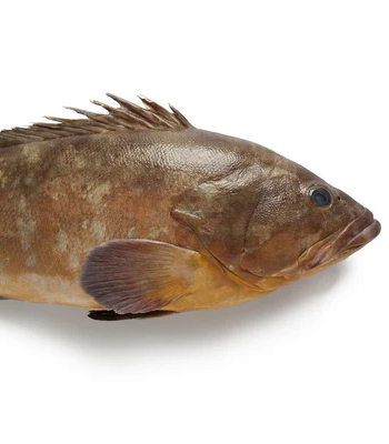 Black Grouper/Reef Cod - Boneless Cubes 300g