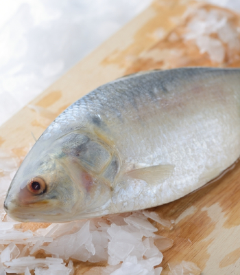 Hilsa (Ilish/Pulasa/Ullam/Paluva) Medium - Curry Cut With Head 500g
