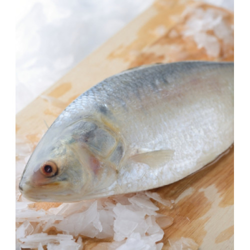 Hilsa Bengali Cut, With Head 700g