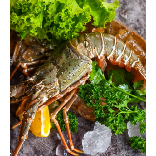 Lobster -शेवंड 1kg