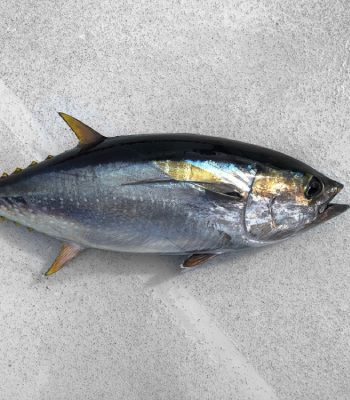 Yellow Fin Tuna 1kg