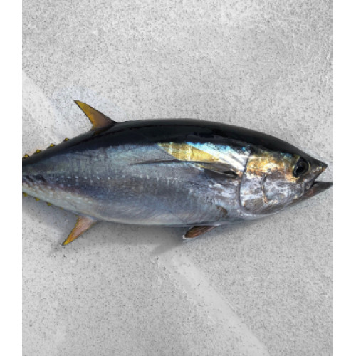 Yellow Fin Tuna 1kg