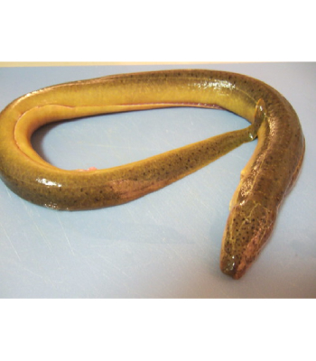 Yellow Eel 1kg