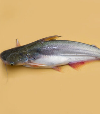 Basa / Pangas  Medium Fry Cut 250g