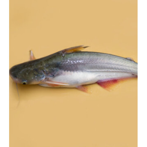 Basa / Pangas  Medium Fry Cut 250g